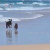 Two dogs running alongside each other on a Gold Coast beach. 